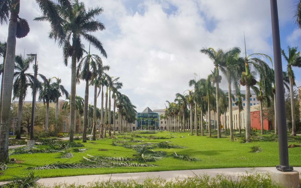 Palm fronds lie on the ground on the MMC campus after Hurricane Irma