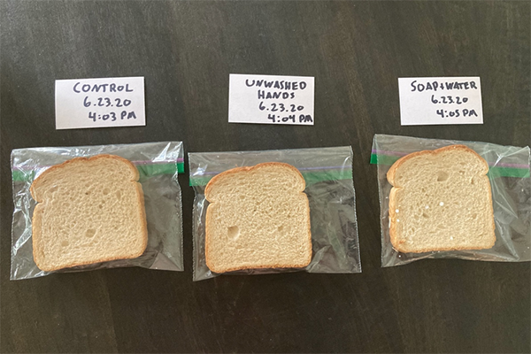 Moldy Bread Experiment - What Makes Mold Grow?