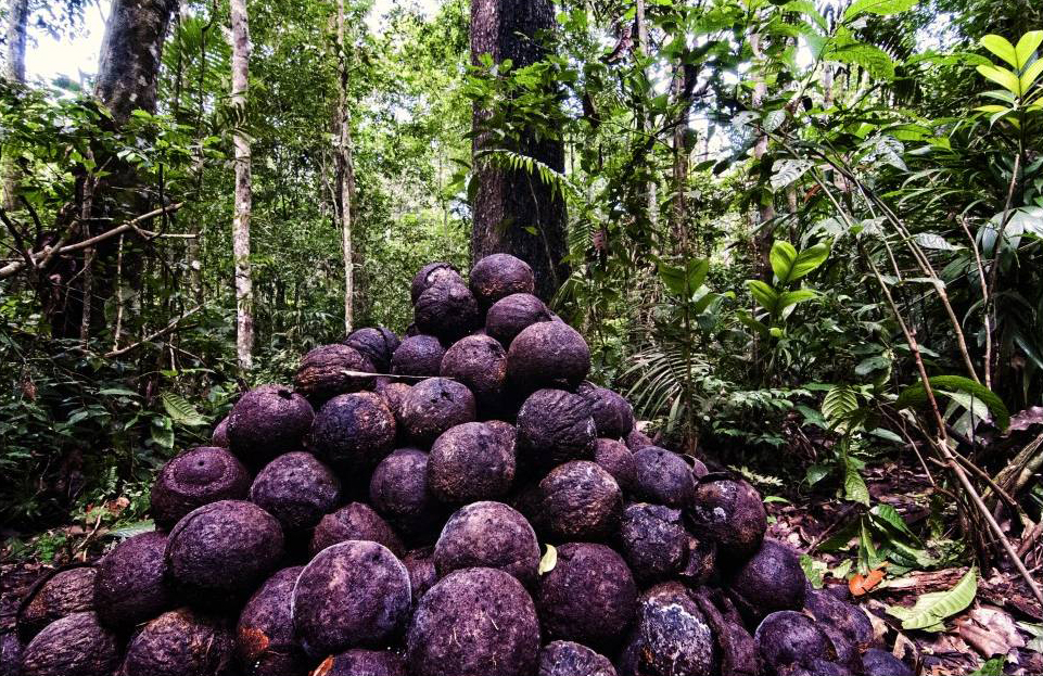 A pile of Brazil nut fruits