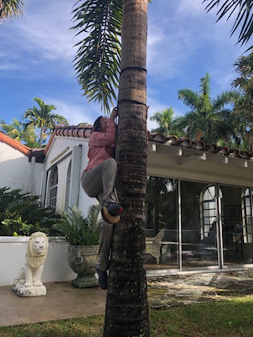 nisrine-toury-climbing-palm-tree.jpg