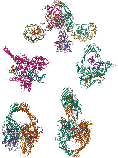 Image of topoisomerase