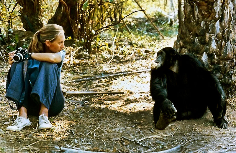 Dr. Jane Goodall with alpha male Figan at Gombe National Park in Tanzania
