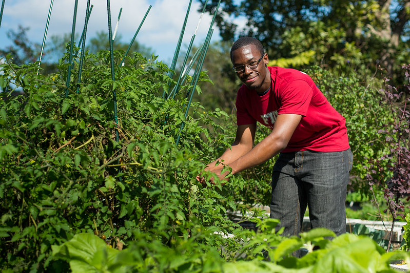 FIU student works in the campus organic garden